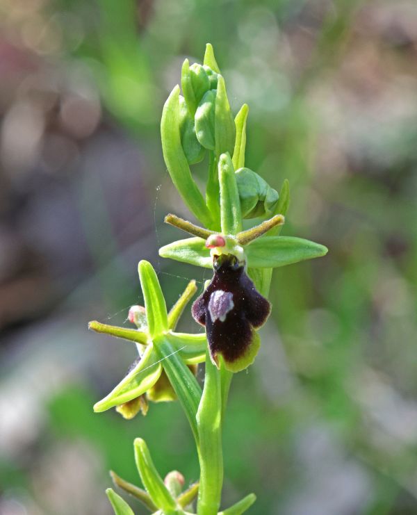 Hybrid between Ophrys insectifera and Ophrys sphegodes subsp araneola